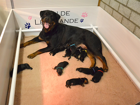 puppy's I-nest week 1